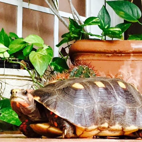 A red-footed tortoise on Water Island